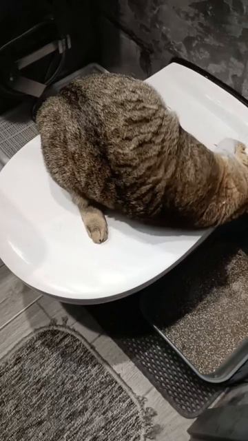 кот-токсикоман - горе в семье )) смотреть онлайн