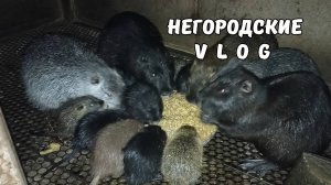 Жизнь НУТРИЙ в семье. Ужин. 01.10.25