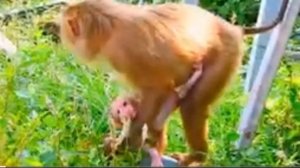 Макака весь день пасётся на траве, но на прибавлении молока это не... 000037487.mp4