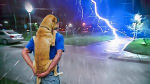 ЗАБАВНАЯ  РЕАКЦИЯ ЖИВОТНЫХ НА СУМАСШЕДШУЮ ПОГОДУ