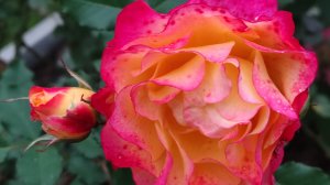 РОЗЫ. Звёзды октября, что цветет.  КАКИЕ РОЗЫ МОЖНО ЧЕРЕНКОВАТЬ ОСЕНЬЮ.