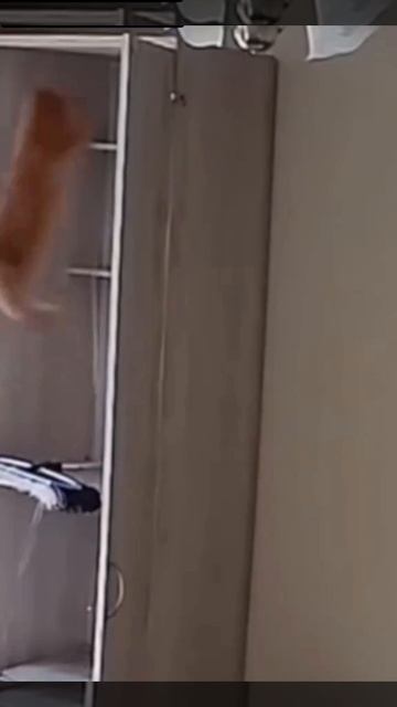 Кот разрушитель.