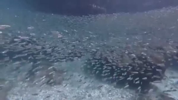 ПОДВОДНЫЙ МИР. ТУРЦИЯ 2025.