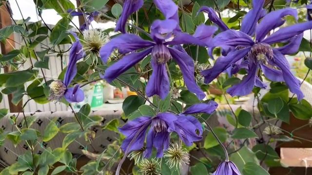 Клематис фиолетовый. Радует своим цветение почти 2 месяца смотреть онлайн