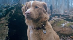 Глазами пса — Русский трейлер (2025)