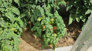 Орегонская  весна