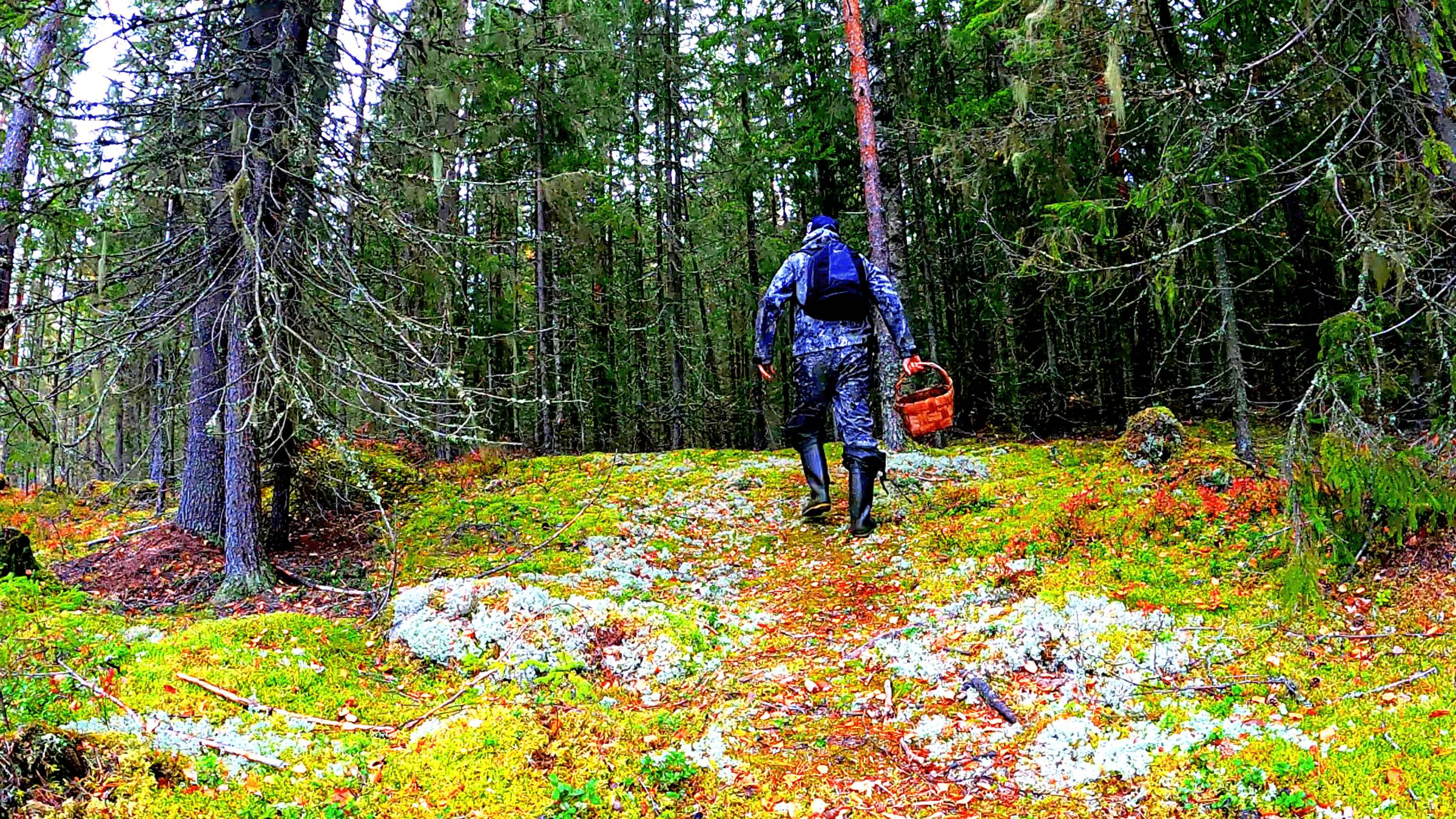 Грибник зашел в БЕРЕЗЫ и ОБАЛДЕЛ! Глаза ВИДЕЛИ, а мозги ОТКАЗЫВАЛИСЬ верить! Грибы и лес Карелия смотреть онлайн