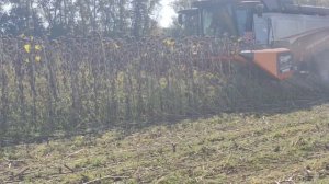 безрядковая жатка и рубящий каток