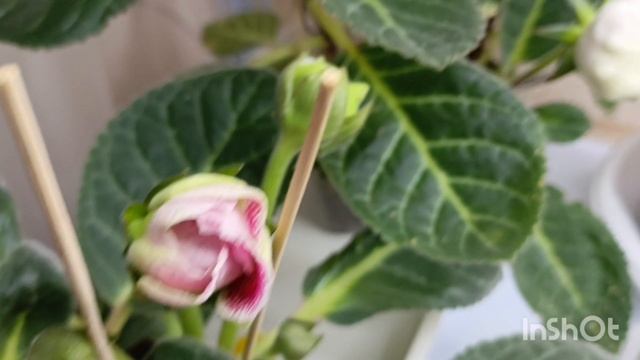 Обзор на мои глоксинии сейчас, это была третья пикировка теперь будем ждать бутончики 🙏😍 смотреть онлайн