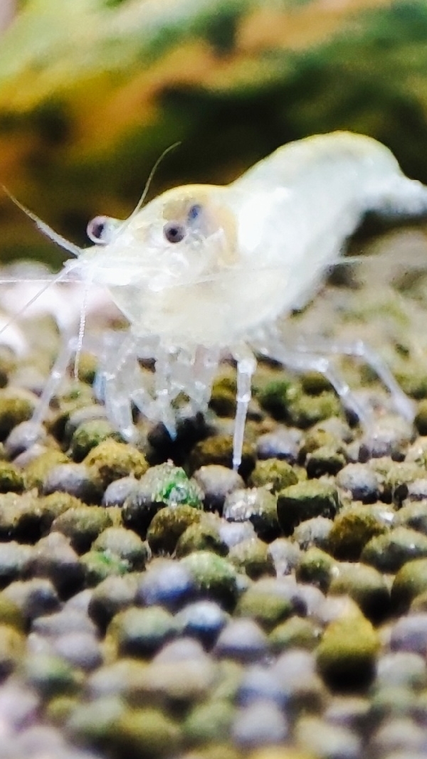 Аквариумные креветки белые или снежинки смотреть онлайн
