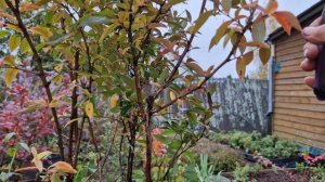 Обрезка 7-летнего куста голубики сорта Денис Блю.