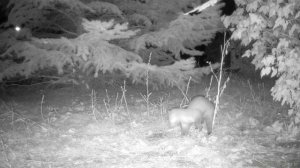 Фотоловушка Филин. Ночные съёмки