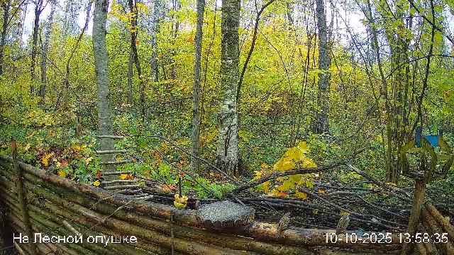 🍂ОКТЯБРЬ в ЛЕСУ онлайн #Relaxing #природа #звуки леса #птицы #погода🍁 смотреть онлайн