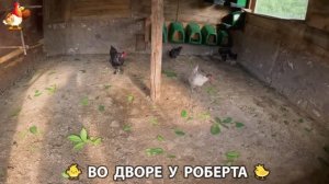 Содержание кур в домашних условиях и других птиц во дворе у Роберта 🐣🐤🦆🐔🪿🦃 (297)