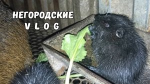 Свекольный и тыквенный сезон для НУТРИЙ. 06.10.25