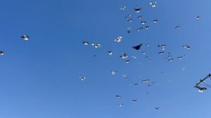 Голуби Коткова А.П. город Бугуруслан