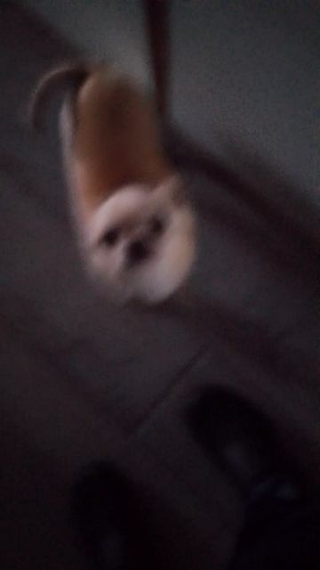 пранк над соседом смотреть онлайн