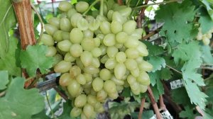 ШИКАРНЫЙ КИШМИШ ОТ КАЛУГИНА!!!🍇🍇🍇 НОВИНКА 2025. Telegram, WhatsApp и Vlber +79528500417.
