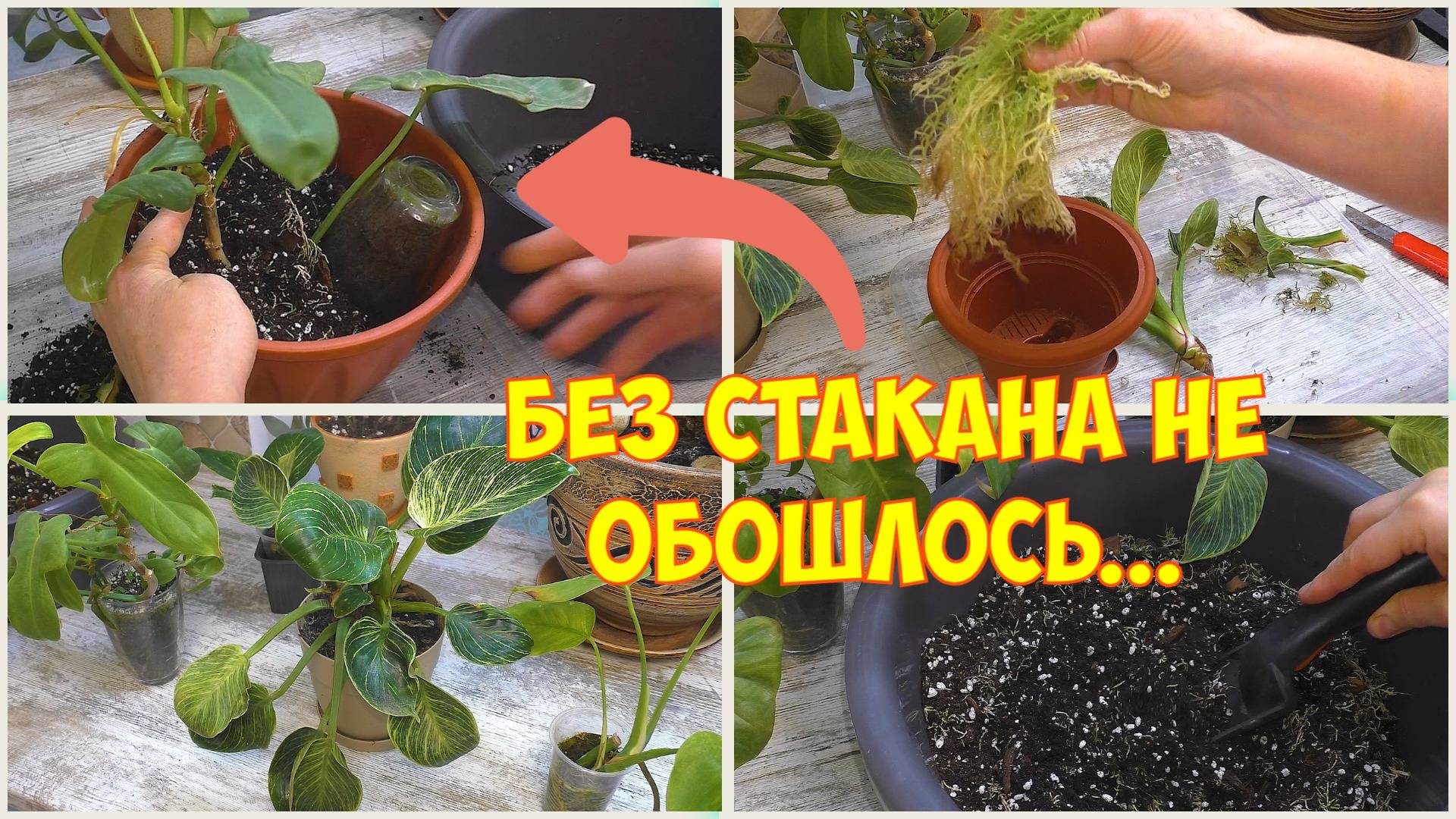 Большая пересадка комнатных цветов. Филодендроны. Монстера. смотреть онлайн