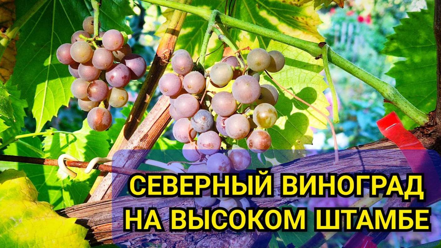 Как выращивать ВИНОГРАД Айтаска на высоком штамбе без укрытия: формировка и вид шпалеры 🍇 смотреть онлайн