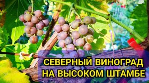 Как выращивать ВИНОГРАД Айтаска на высоком штамбе без укрытия: формировка и вид шпалеры 🍇