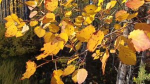 Звуки природы и лёгкая музыка для отдыха . Релакс.