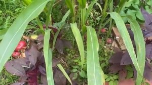 Новое и главное о сидератах.