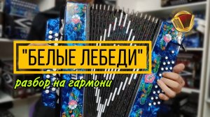 В. Агафонов "Лебеди" разбор на гармони в честь 3000 подписчиков! TG: garmonnyirynok🔥#купитьгармонь