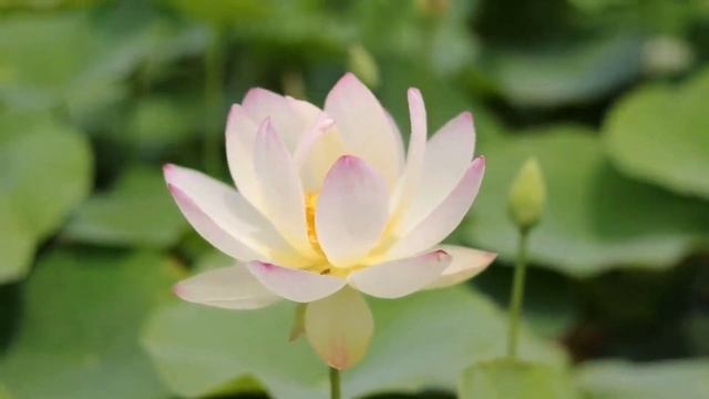 Эрнесто Кортазар. С тобой. Ernesto Cortazar With You смотреть онлайн