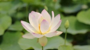 Эрнесто Кортазар. С тобой.  Ernesto Cortazar   With You