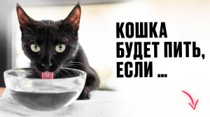 Как заставить кошку пить больше воды