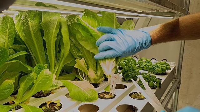 Производство салатов и зелени в Новосибирске круглый год