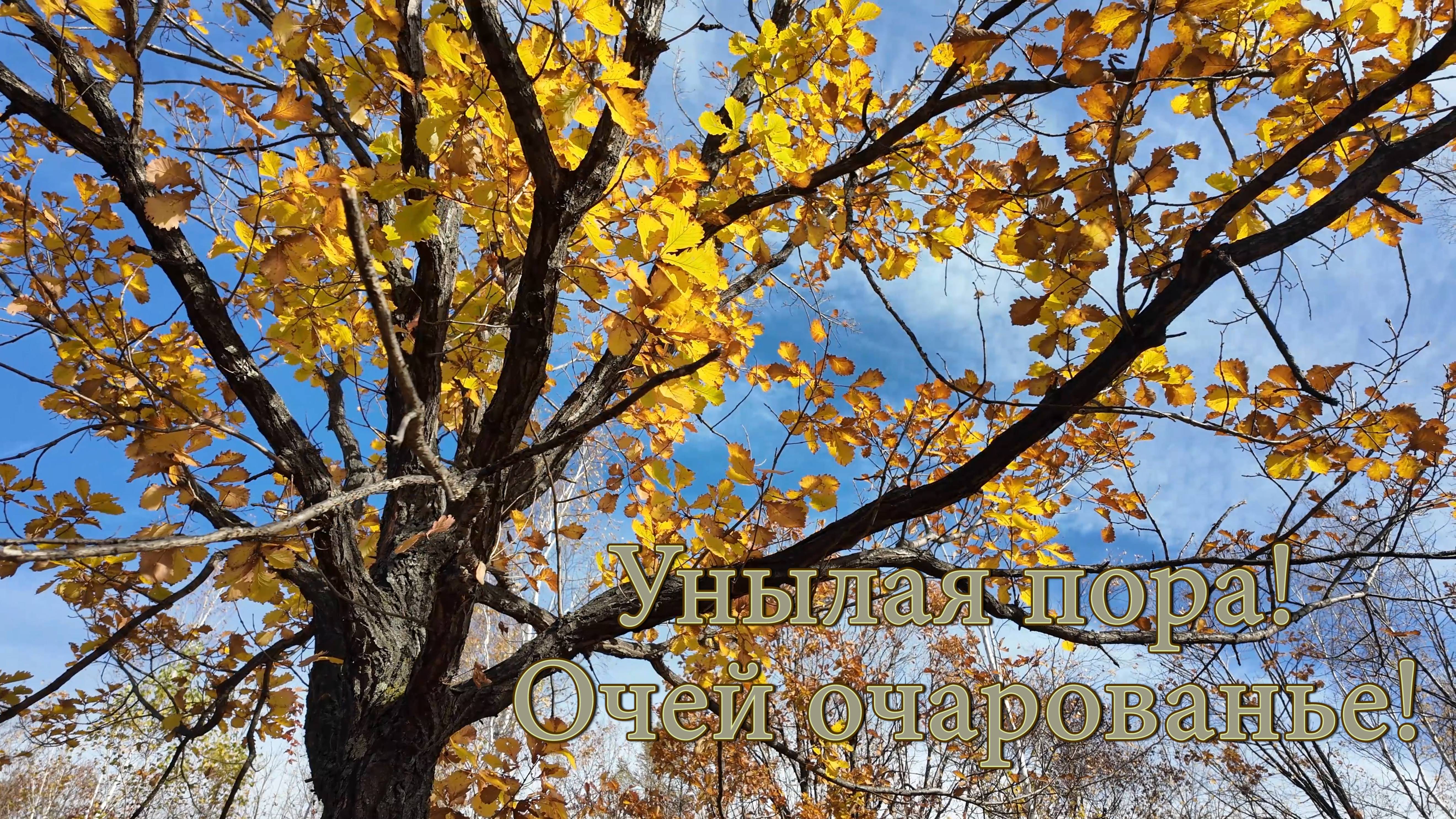 Унылая пора! Очей очарованье! Комсомольск-на-Амуре. Осень. Лес. смотреть онлайн