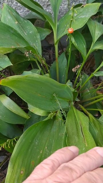 Ландыши осенью