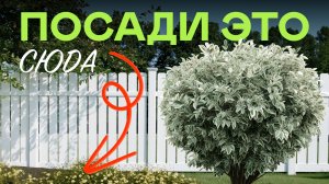 Как Скрыть Забор За Один Сезон? Просто повтори