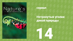 Нетронутые уголки дикой природы 14 серия «Насекомые. Они и мы» (документальный сериал, 2012)