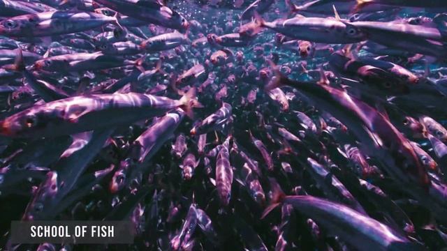 Дикие животные 4К 8К Full HD смотреть онлайн