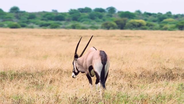 Красивые животные, Дикие животные и природа в 4К 8К Full HD смотреть онлайн