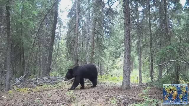 Животные в дикой природе смотреть онлайн