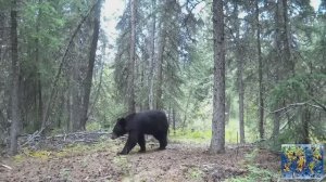 Животные в дикой природе