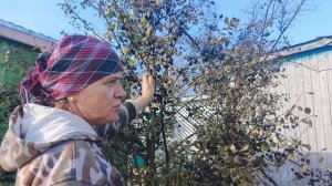 Баня  , автолавка, работаем в огороде .