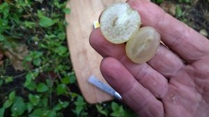 Гф Фан-Фан селекции Донского Казачества с очень хорошим вкусом.