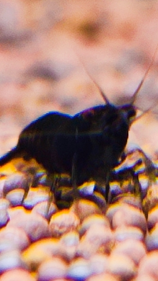 Аквариумные креветки чёрная Роза в Курске с доставкой в регионы! смотреть онлайн