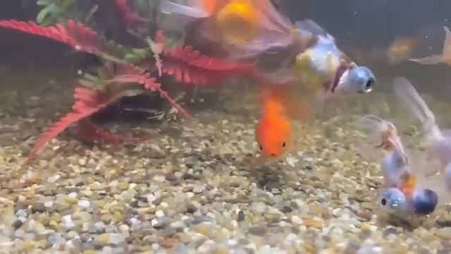 Рыбки из Китая – Телескоп ситцевый – Телескоп красный – Оранда красная – Риукин красно-белый смотреть онлайн