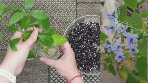 Клеродендрум угандийский. Размножение черенками