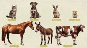 Домашние ЖИВОТНЫЕ | КАК ГОВОРЯТ ЖИВОТНЫЕ ?