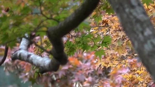 Краски осени в Японии