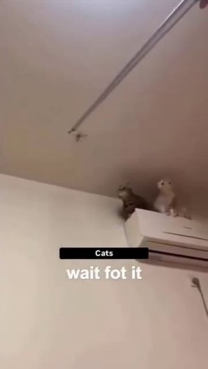 Приколы с котами