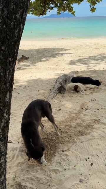 Лайфхак как спастись от жары на пляжах Сейшельских островов.