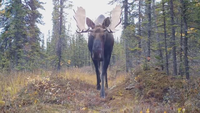 На лосиной тропе смотреть онлайн